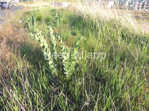 toadflax, Dalmatian